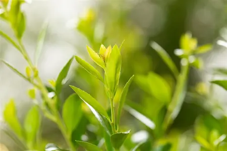 Ilex 'Impala'? - P9 - image 5