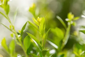 Ilex 'Impala'? - P9 - image 5