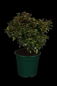 Ilex 'Little Rascal' - 50-60 CM RB - image 1