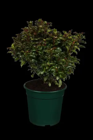 Ilex 'Little Rascal' - 80 CM STEM C10 - image 1
