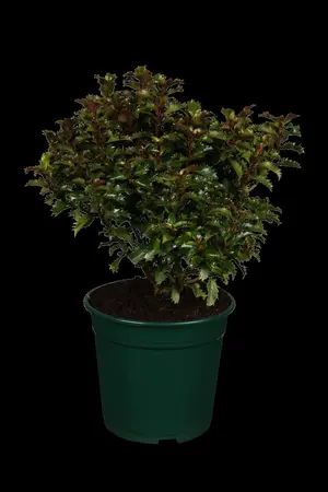 Ilex 'Little Rascal' - 30-35 CM BALL C10 - image 1