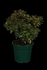 Ilex 'Little Rascal' - 30-35 CM BALL C10 - image 1