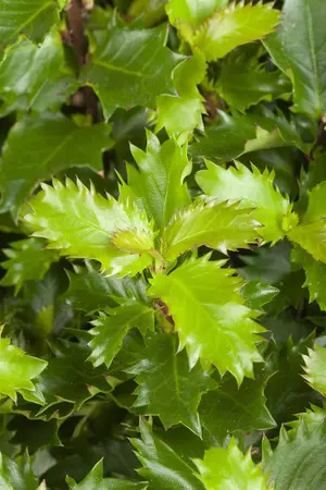 Ilex 'Little Rascal' - 20-25 CM C3 - image 5