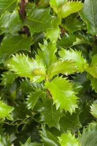 Ilex 'Little Rascal' - 40-50 CM RB - image 2