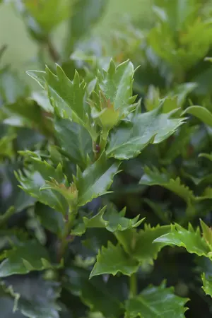 Ilex 'Little Rascal' - 100 CM STEM RB - image 1