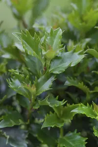 Ilex 'Little Rascal' - 100 CM STEM RB - image 1