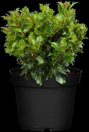 Ilex 'Little Rascal' - 20-25 CM C3 - image 3