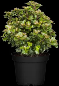 Ilex 'Little Rascal' - 20-25 CM C3 - image 4