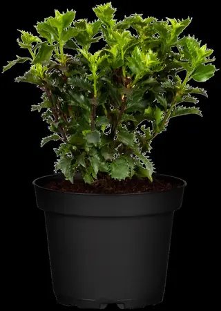 Ilex 'Little Rascal' - 20-25 CM C3 - image 1