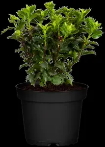 Ilex 'Little Rascal' - 20-25 CM C3 - image 1
