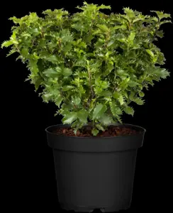 Ilex 'Little Rascal' - 80 CM STEM ROOTBALL - image 3