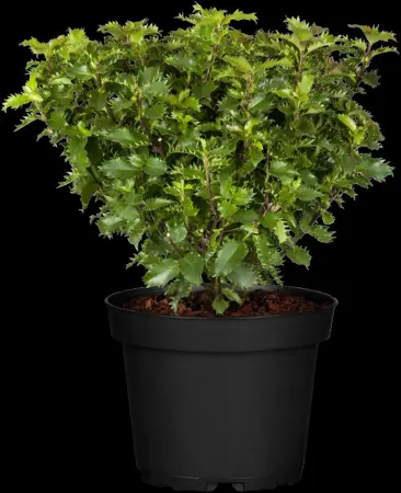 Ilex 'Little Rascal' - 80 CM STEM C10 - image 3