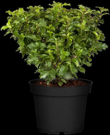 Ilex 'Little Rascal' - 30-35 CM BALL C10 - image 3