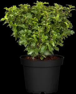 Ilex 'Little Rascal' - 30-35 CM BALL C10 - image 3