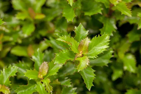 Ilex 'Little Rascal' - 25-30 CM C5 - image 2