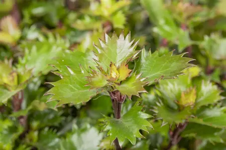 Ilex 'Little Rascal' - 30-40 CM C3 - image 3