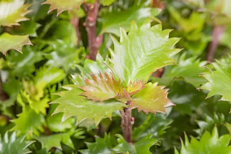 Ilex 'Little Rascal' - 30-40 CM C3 - image 4
