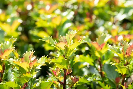 Ilex 'Little Rascal' - 40-50 CM RB - image 5