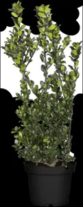ILEX m BLUE PRINCE 3L - image 4