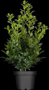 ILEX m BLUE PRINCE 3L - image 2