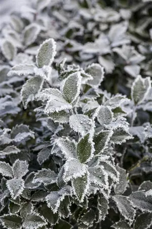 Ilex 'Mary Nell' - 40-50 CM C2