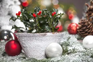 Ilex 'Mary Nell' - P9 - image 3