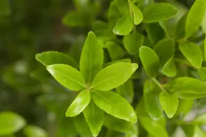 Ilex maximowicziana 'Kanehirae' - 20-25 CM P9 - image 2