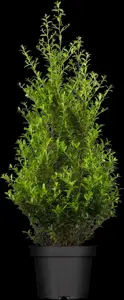 Ilex maxim. 'Kanehirae'