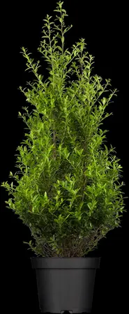 Ilex maxim. 'Kanehirae' - 3 Ltr pot - image 1