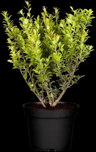 Ilex maxim. 'Kanehirae' - 2.5 Ltr pot - image 3