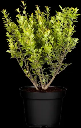 Ilex maxim. 'Kanehirae' - LINERS 18 CEL TRAY P9 SIZE - image 3