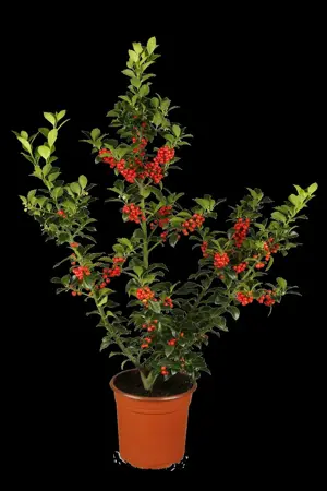 Ilex meserveae - 120 CM BALL C100 - image 1