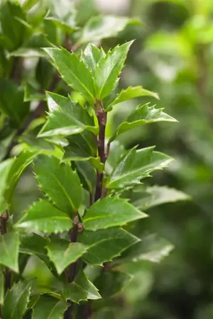 Ilex meserveae - 120 CM BALL C100 - image 3