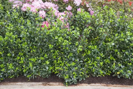 Ilex meserveae - 120 CM BALL C100 - image 2