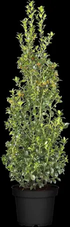 Ilex meserveae - 120 CM BALL C100 - image 4