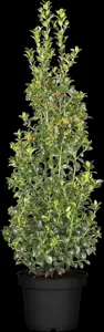 Ilex meserveae - 120 CM BALL C100 - image 4