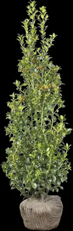 Ilex meserveae - 120 CM BALL C100 - image 5