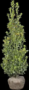 Ilex meserveae - 120 CM BALL C100 - image 5
