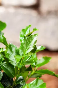 Ilex meserveae 'Aubergina' - P9 - image 2