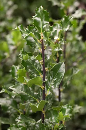 Ilex meserveae 'Blue Angel' - 2 Ltr pot - image 1