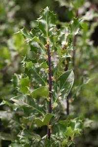 Ilex meserveae 'Blue Angel' - 30-40 CM C2 - image 1