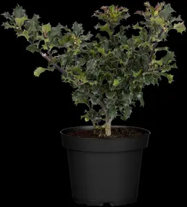 Ilex meserveae 'Blue Angel' - P9 - image 5