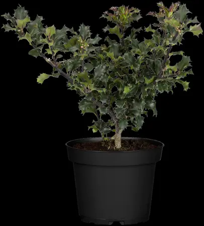 Ilex meserveae 'Blue Angel' - BALL 60-70 CM RB - image 5