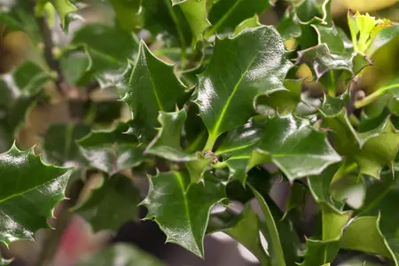 Ilex meserveae 'Blue Angel' - 2 Ltr pot - image 2
