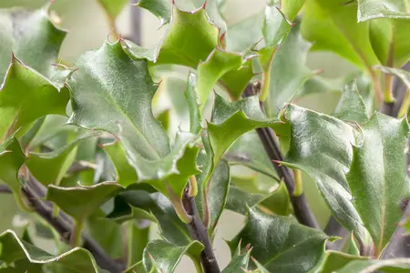 Ilex meserveae 'Blue Angel' - 2 Ltr pot - image 4