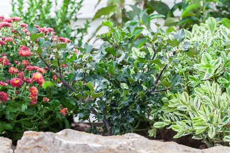 Ilex meserveae 'Blue Angel' - 30-40 CM C2 - image 3