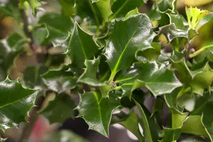 Ilex meserveae 'Blue Angel' - 25-30 CM C3 - image 2