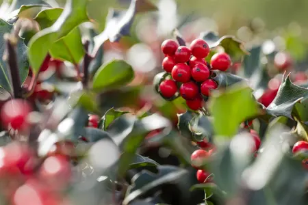 Ilex meserveae 'Blue Angel' - 25-30 CM C3 - image 5