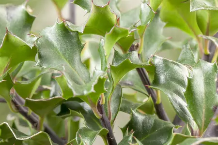 Ilex meserveae 'Blue Angel' - P13 - image 4