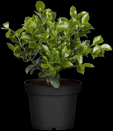 Ilex meserveae 'Blue Maid' - 3 Ltr pot - image 1
